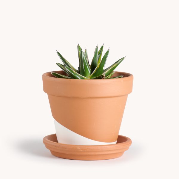 Agave Victoria Reginae Variegated Online